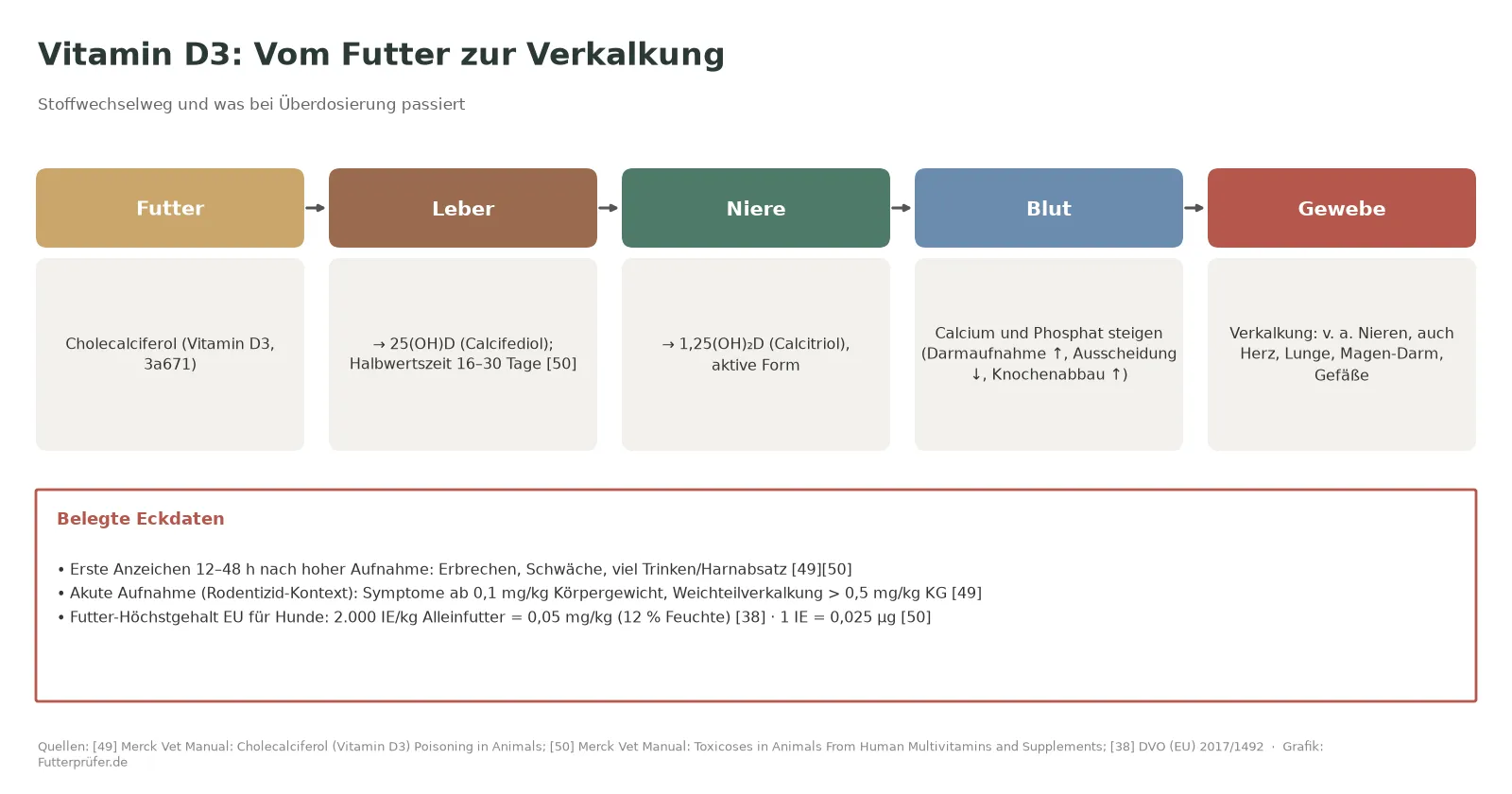Stoffwechselweg von Vitamin D3 über Leber (Calcifediol) und Niere (Calcitriol) zu erhöhtem Calcium und Weichteilverkalkung