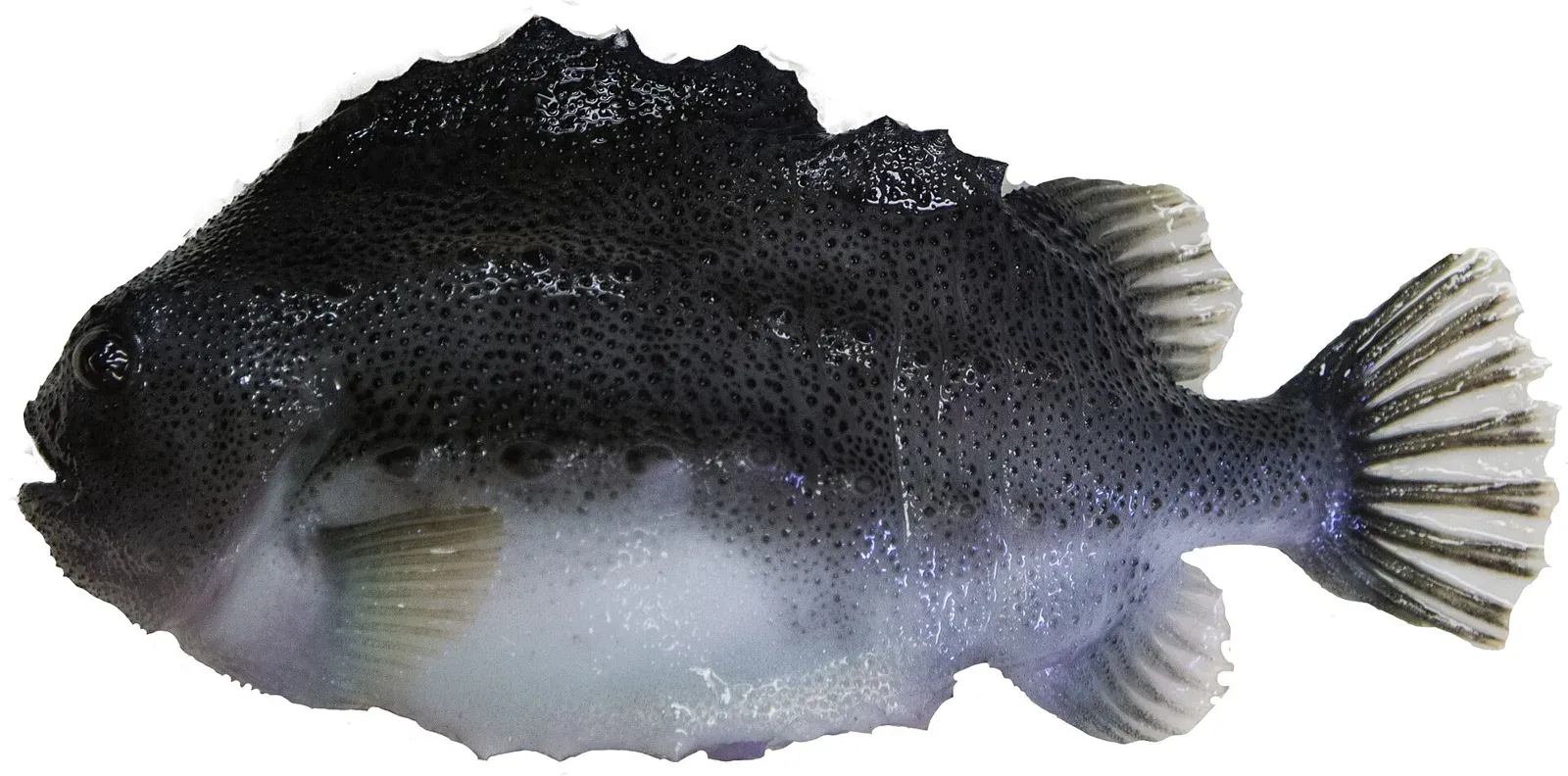 Weiblicher Seehase (Cyclopterus lumpus), ein in Lachsfarmen eingesetzter Putzerfisch, vor weißem Hintergrund