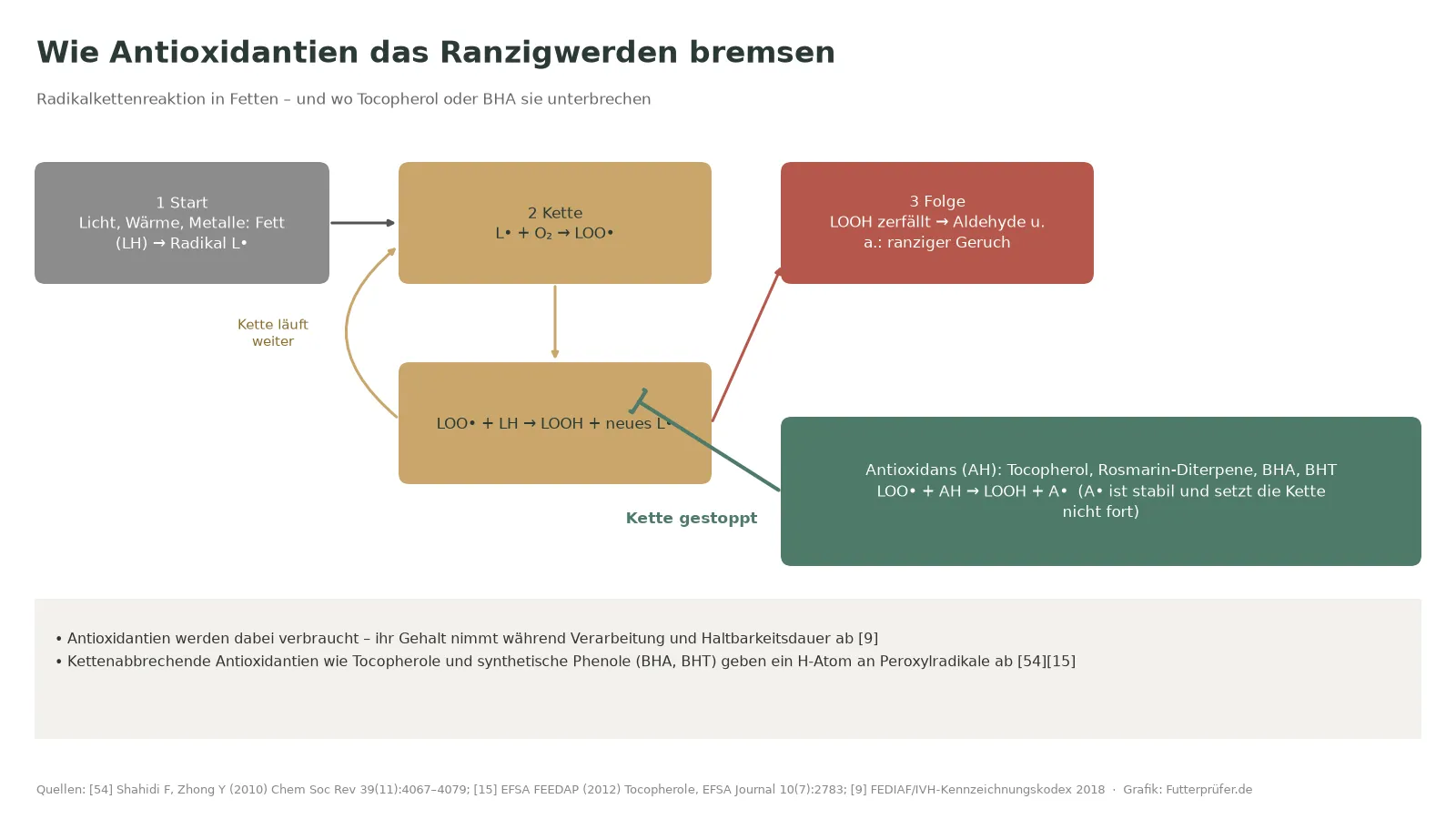 Schema der Radikalkettenreaktion in Fetten und wie Antioxidantien wie Tocopherol oder BHA sie stoppen
